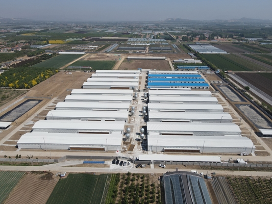 Industrial Steel Structural Buildings Prefabricated Steel Poultry House Customized