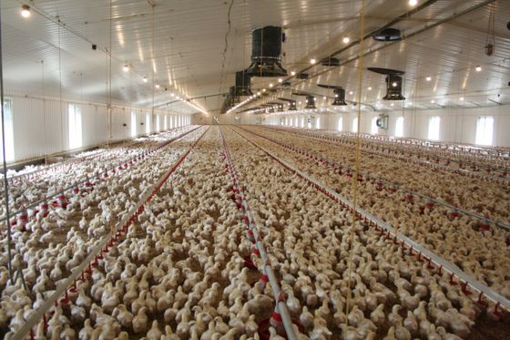 Heavy Duty Steel Structure Poultry House HDG Steel Frame Farm Buildings