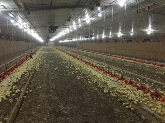 Galvanized Poultry Light Steel Frame Construction Bolts Connection Steel Chicken House